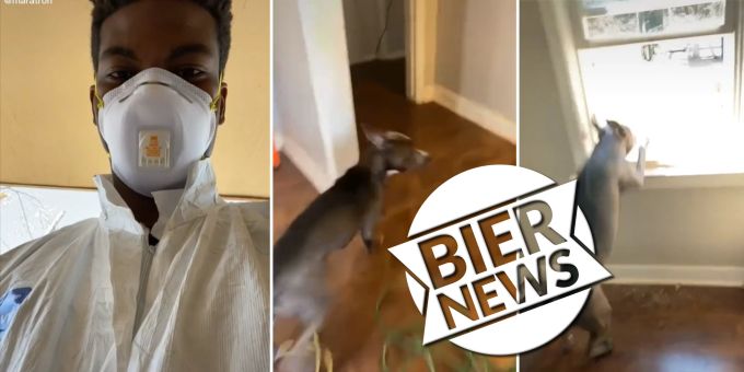 Sprung aus Fenster - Dieser Pitbull ist ein Angsthase!