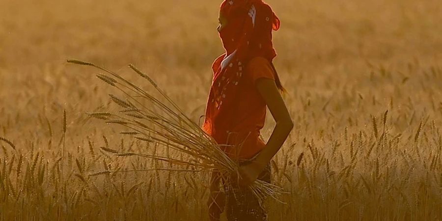 Weizenfeld nahe Faridabad in Indien