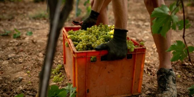 Weinlese
