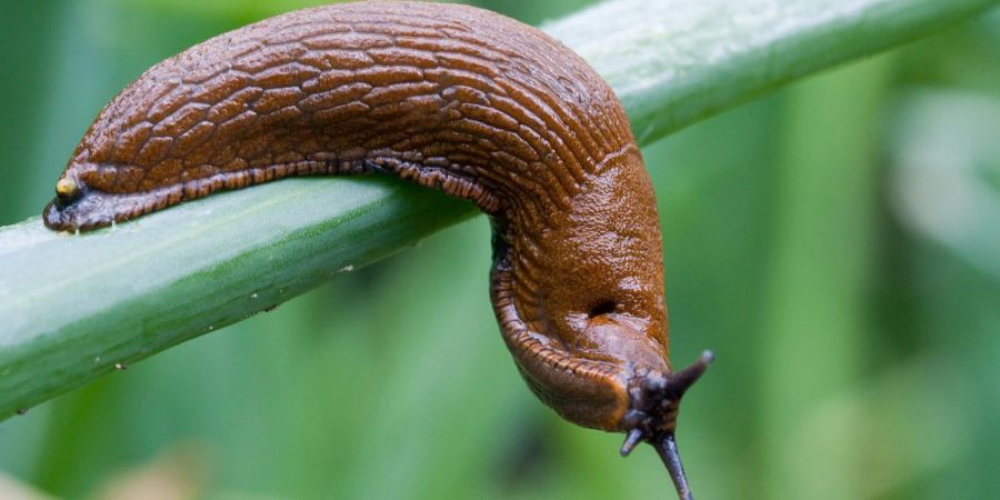 Laut Experten breitet sich die Spanische Wegschnecke zunehmend in den natürlichen Lebensräumen in Deutschland aus.