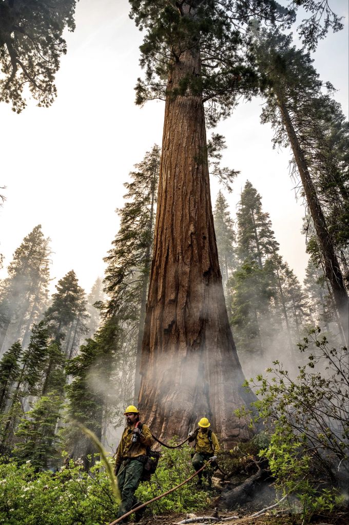 Die gigantischen Mammutbäume werden bis zu 100 Meter hoch und haben einen Durchmesser von 15 Metern. yosemite