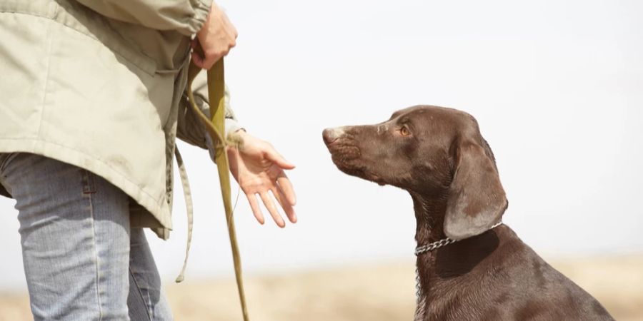 Hund Leine Halter Befehl