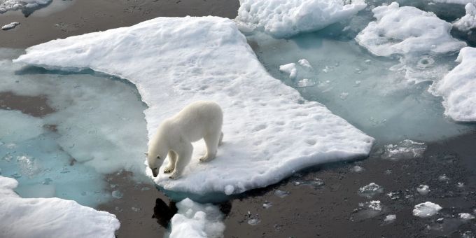 Ein Eisbär hat auf Grönland einen Deutschen angegriffen. Archivbild Ein Eisbär hat auf Grönland einen Deutschen angegriffen. Archivbild