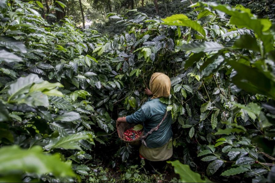 Ein Arabica-Baum produziert pro Jahr ein halbes bis ein Kilogramm Bohnen.