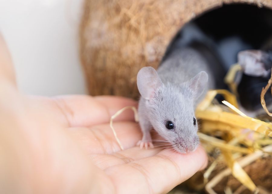 Maus auf einer Hand