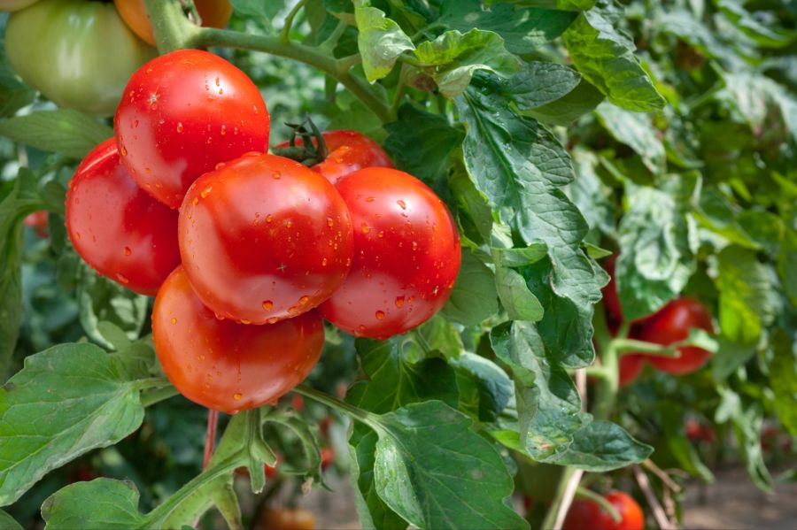 tomaten