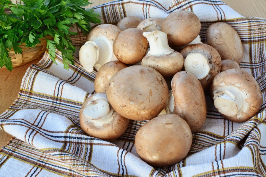 champignons