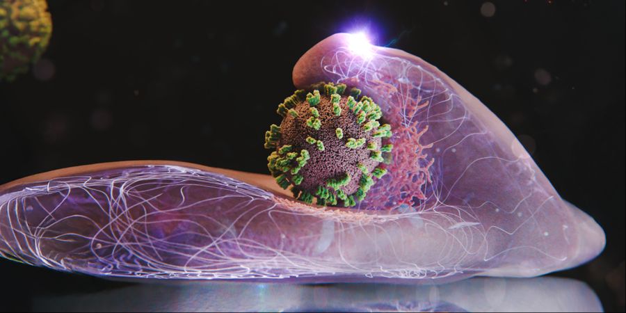 Zellen helfen aktiv mit, Influenzaviren einzufangen und einzuverleiben. Hier ist eine Zelle und in der Bildmitte ein Virus dargestellt.