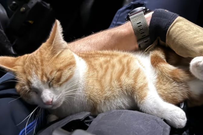 Ohne Ticket – Kater auf Bahnreise landet bei Polizei