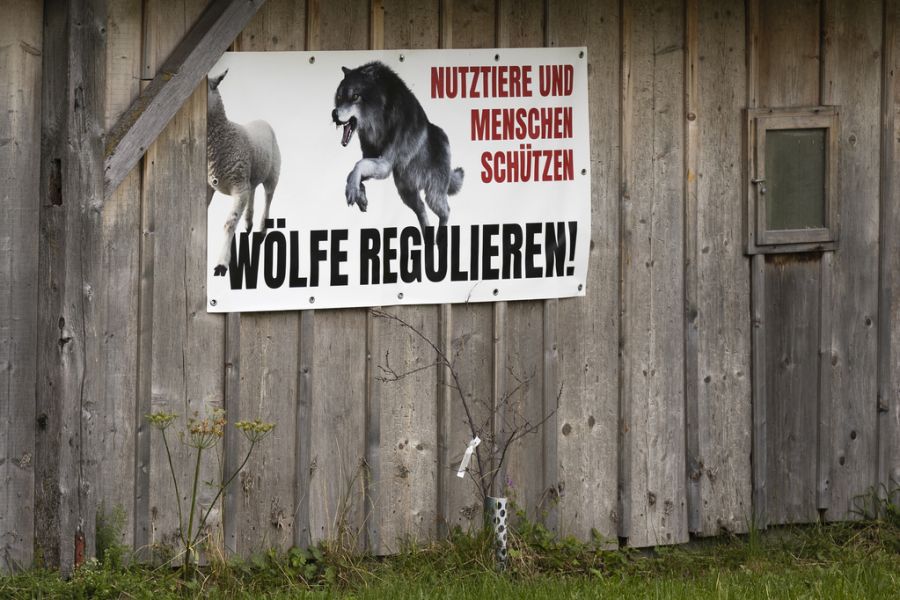Ende August hat der Kanton Wallis beim Bundesamt für Umwelt (Bafu) ein Gesuch eingereicht. Das Chablais-Rudel soll vollständig eliminiert werden. (Symbolbild)