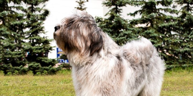 Briard Hund Spaziergänger gebissen