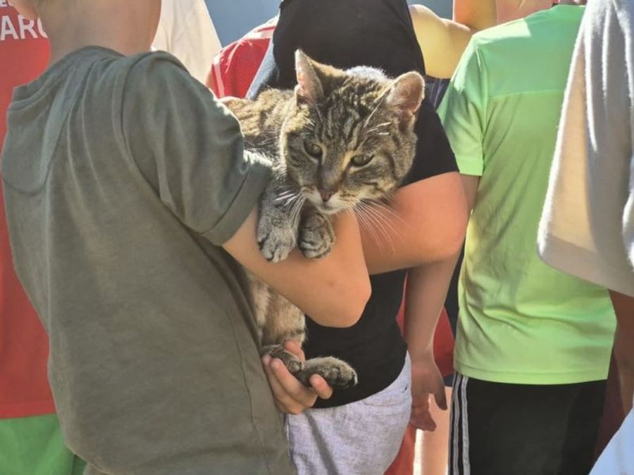 Den Schülerinnen und Schülern fiel beim Ferienheim Beguttenalp eine abgemagerte Katze auf.