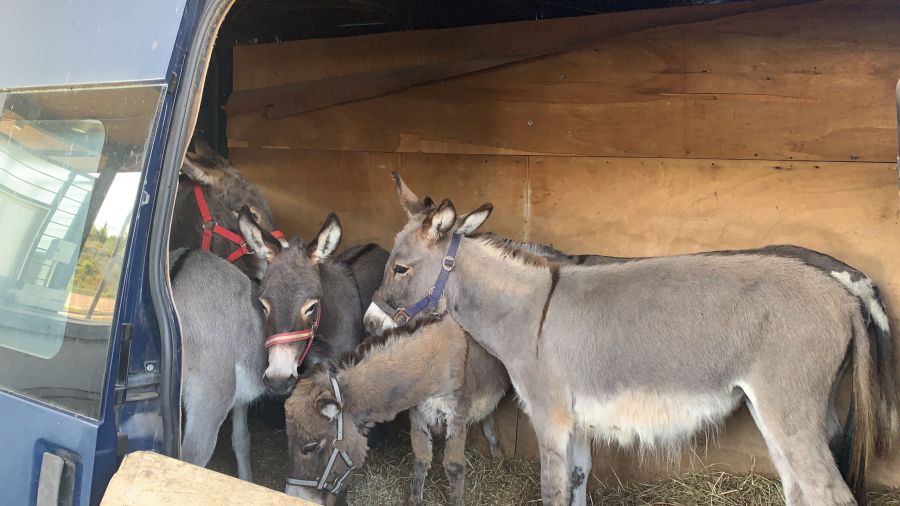 Ein Mann versuchte 2021 innerhalb von 20 Minuten zweimal, mit einem Lieferwagen mit sechs Eseln bei Rheinfelden AG in die Schweiz zu gelangen.