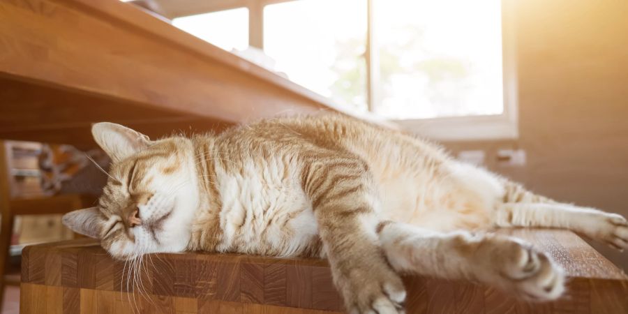 Katze liegt in sonnigem Raum