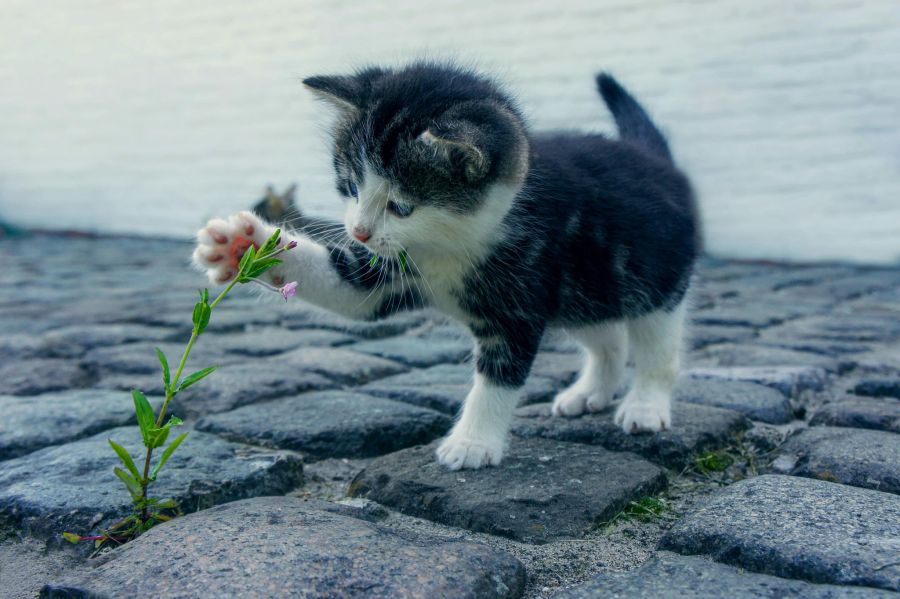 Auf der Welt gibt es so viel zu entdecken – auch für kleine Kätzchen.