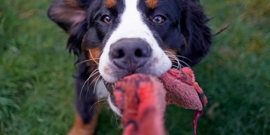 Hund tauziehen