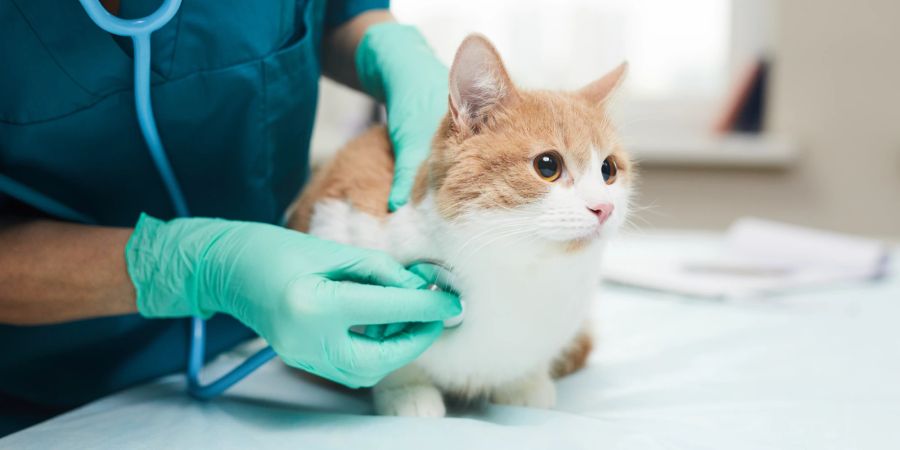 Eine gute Vorbereitung hilft, um Haustieren einen stressfreien Tierarztbesuch zu ermöglichen.