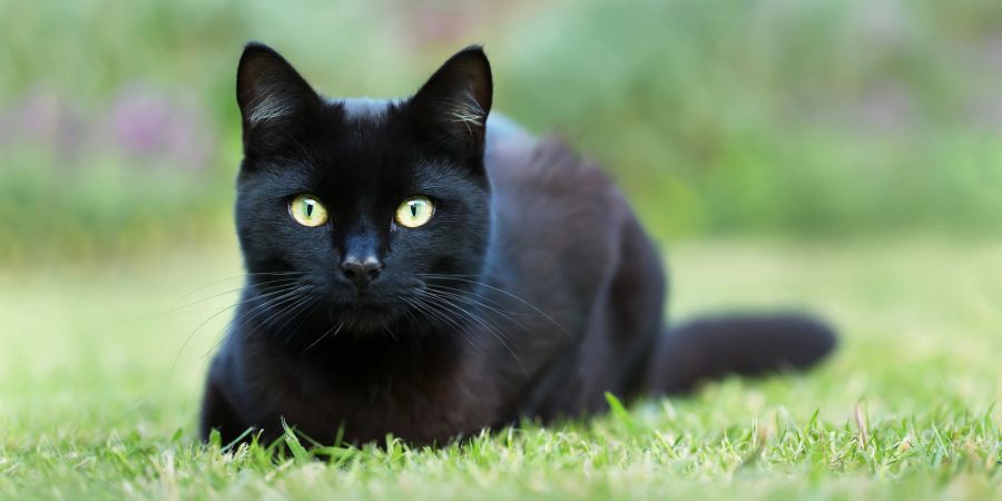 Schwarze Katze