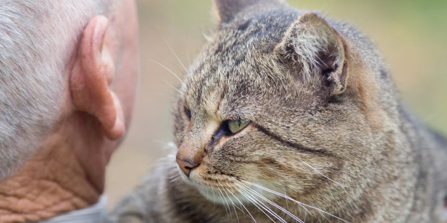 Alter Mann mit Katze