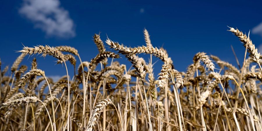 Bio-Anteil der Agrarflächen