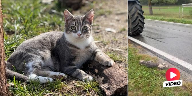 Eglisau Katze tot