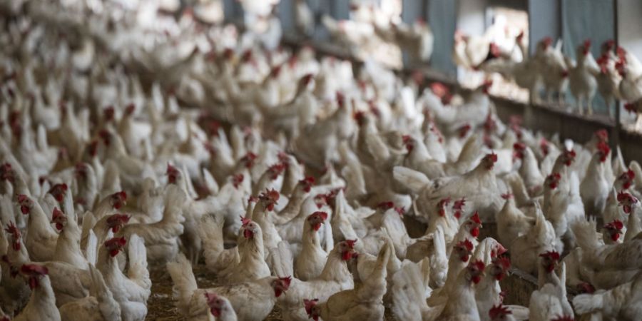 Suisse Garantie warb mit Eiern aus «kleinen Herden». Die Lauterkeitskommission stuft dies als irreführend ein, da die meisten Hühner in grossen Beständen leben. Tierschützer hatten ...