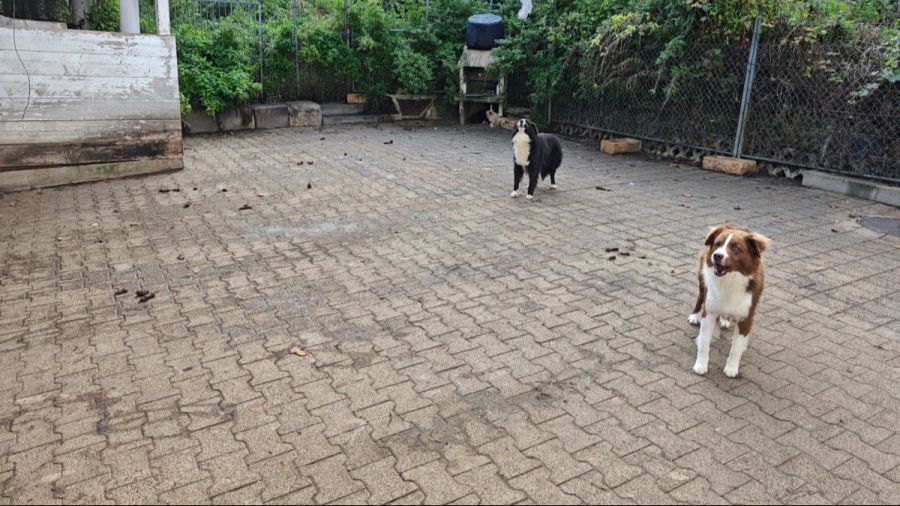 Dieses Bild zeigt drei Hunde auf dem verkoteten Vorplatz des Hofs.
