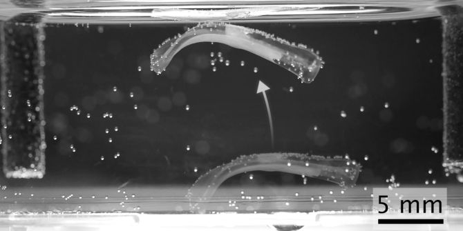 Biohybrider Roboter