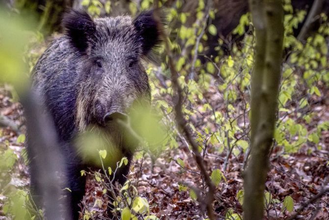 wildschwein