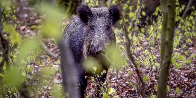 wildschwein