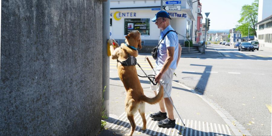 Der Begleithund Dyson drückt für Guido Böhler die Ampel.