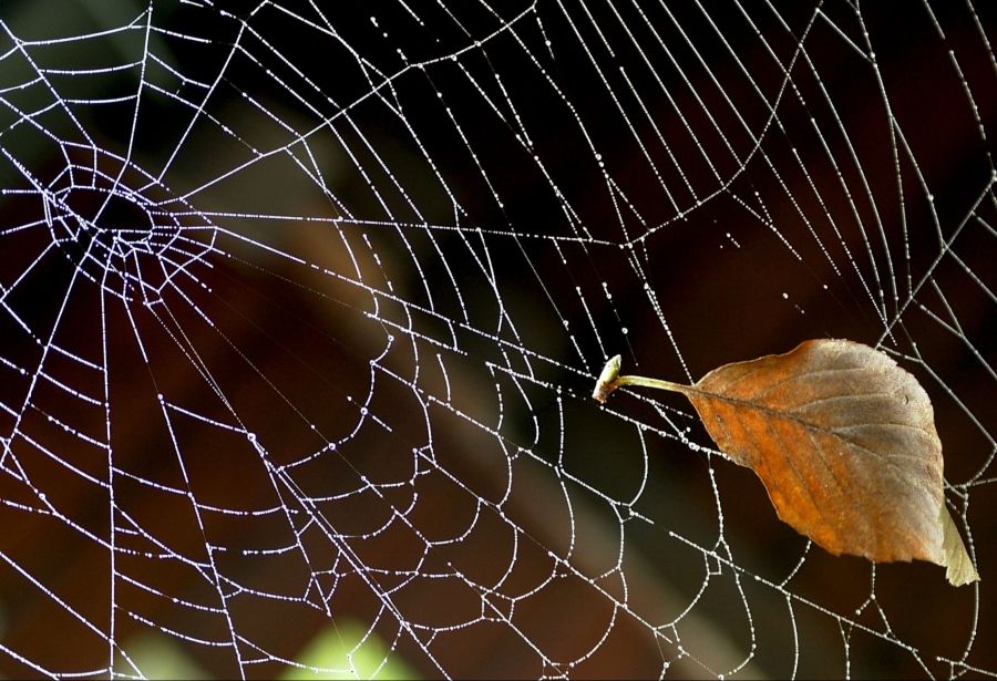 Laut der Arachnologin Karin Urfer sind vermehrte Spinnen-Sichtungen in Innenräumen eine typische Meldung im Herbst.