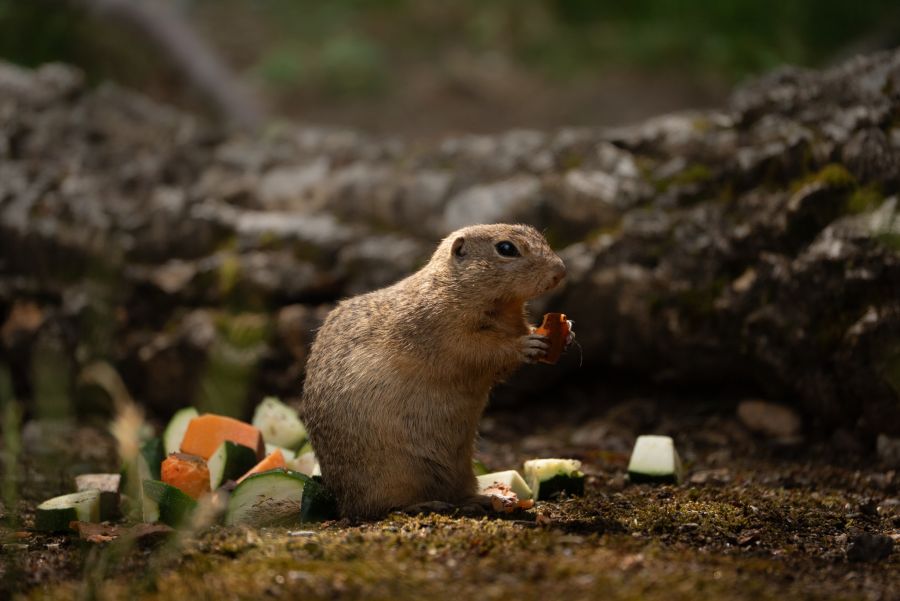 Die Tiere sind tagaktiv, aber nur für wenige Monate.