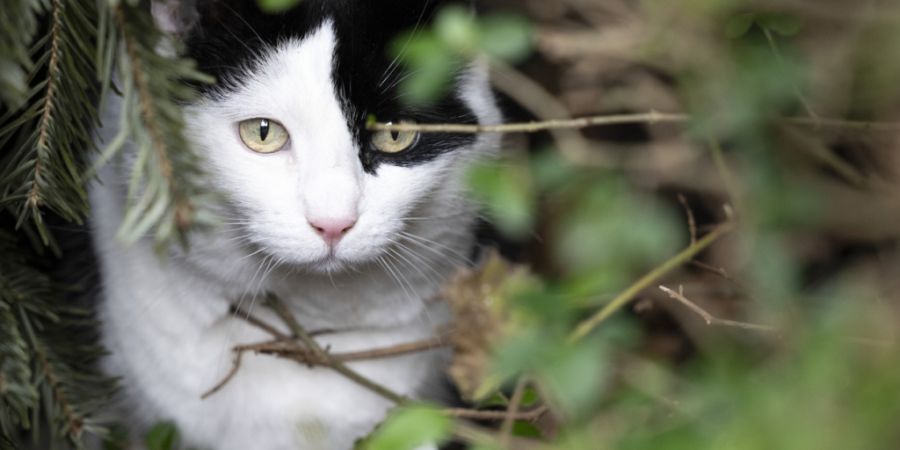 Der Kantonsrat will schärfere Massnahmen gegen die unkontrollierte Vermehrung von Freigängerkatzen.