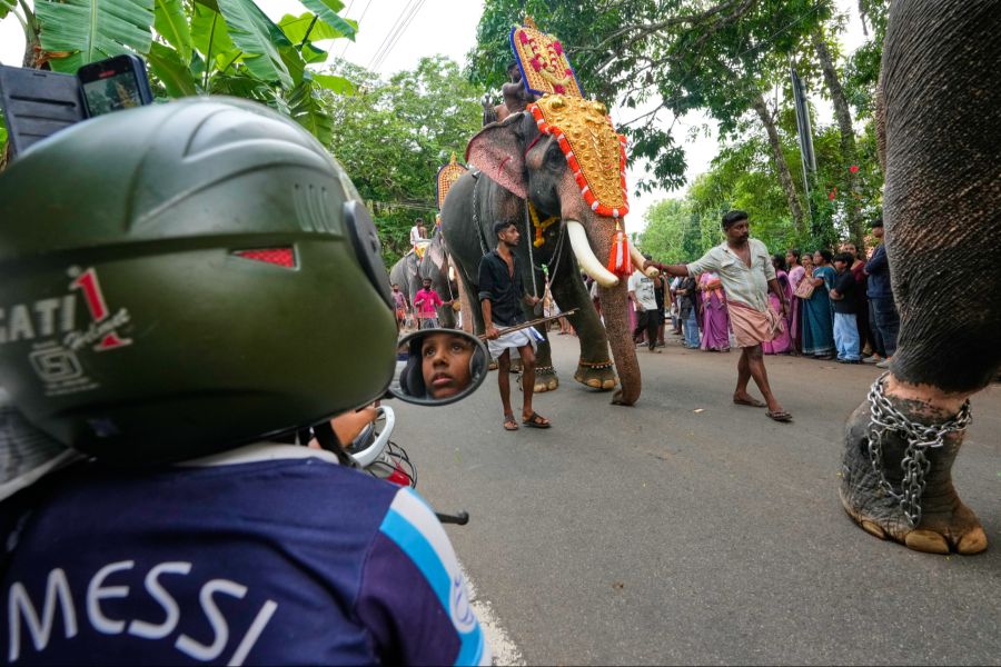 In Indien werden Elefanten verehrt und in Tempel-Zeremonien eingesetzt.