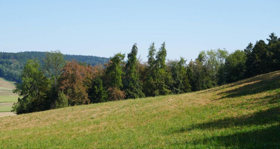 Waldboden