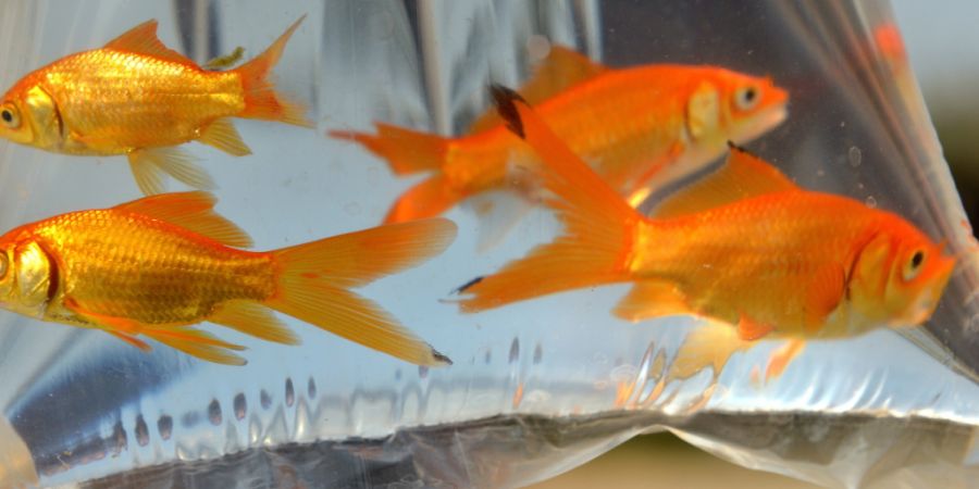 In einem Gartenteich mögen sie eine Zierde sein, aber ausgesetzt in der Natur können Goldfische grosse Schäden anrichten. (Symbolbild)