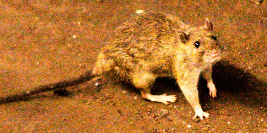 Die Stadtreinigung in New York meldet Erfolge im Kampf gegen Ratten, die Infektionskrankheiten übertragen können. (Archivbild)