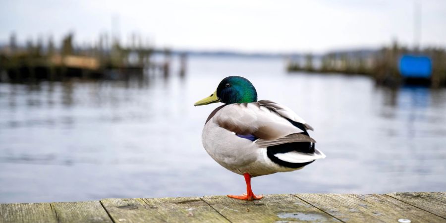 Eine Ente ist auf einem See in Braunschweig festgefroren. (Symbolbild)