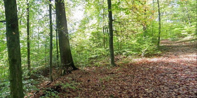 Im Zürcher Käferberg-Wald wurde im August 2023 eine Frau sexuell missbraucht. käferberg-wald