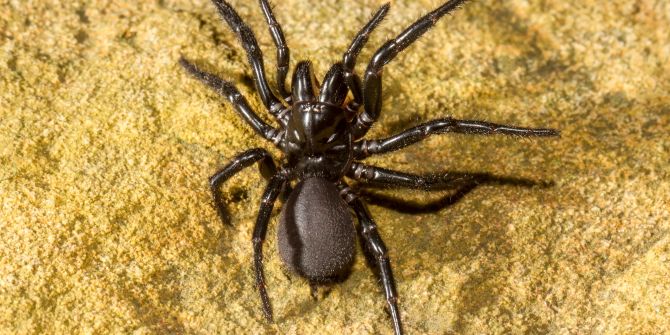 trichternetzspinne auf gelbem boden