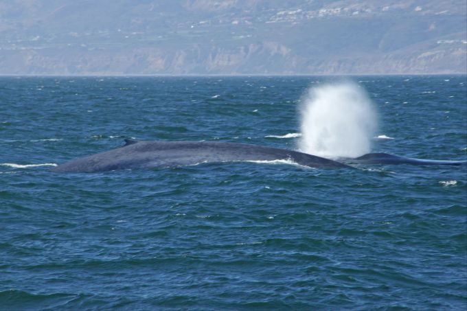 Blauwale haben einen langgestreckten Körper und können eine Länge von 30 Metern erreichen. (Archivbild) Blauwale