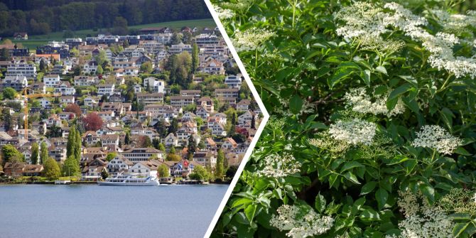 Nachbarschaftsstreit am Zürichsee