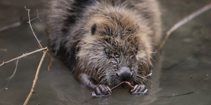 Ein Biber frisst Äste und Wurzeln, fotografiert am 12. Februar 2024 am Andreasgraben in Zürich Oerlikon. Biber Abschuss