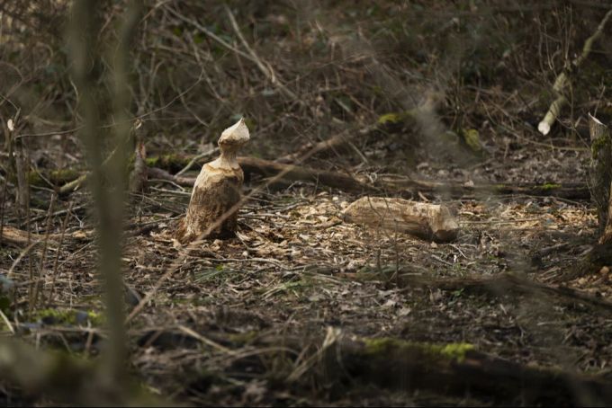 Im Niederholz-Wald entlang dem Mederbach hat ein Biber Frassspuren hinterlassen, fotografiert am 12. Februar 2024 in Marthalen ZH. Frassspuren Biber