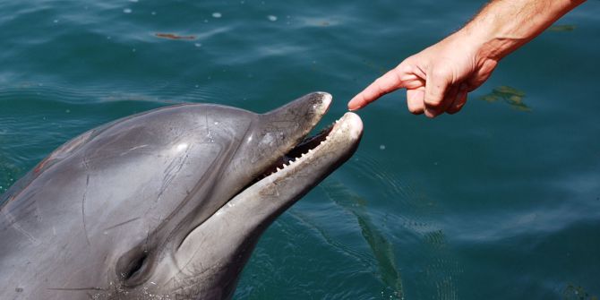 Delfin