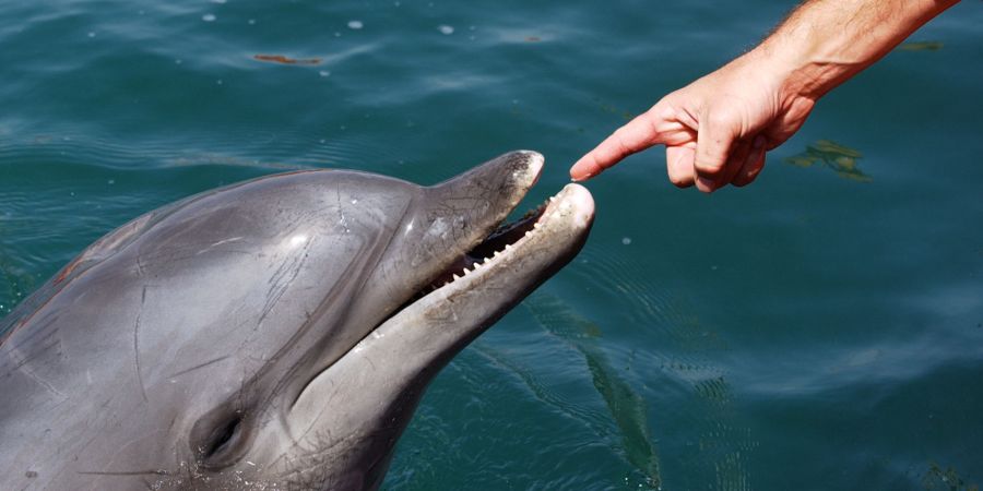 Delfin