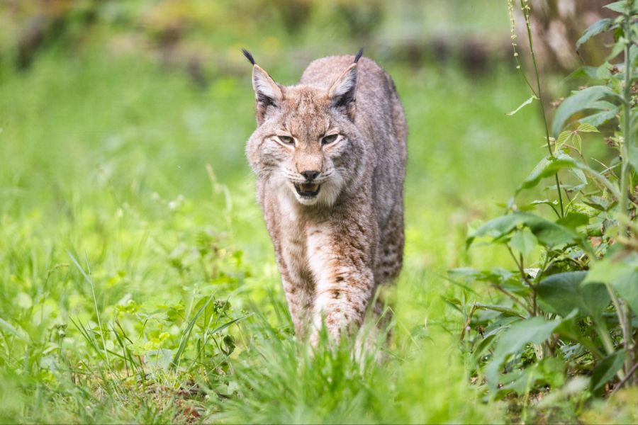 Luchs