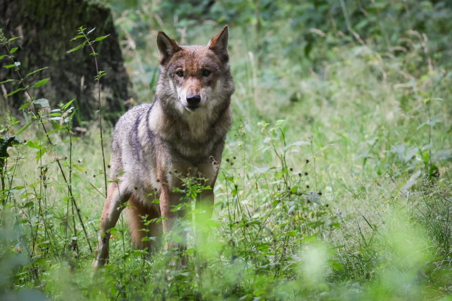 «Wenn ein Wolfsrudel seine Beute erlegt, sind oft Raben als Erste zur Stelle», sagt  Forscher Matthias Loretto von der Universität Wien.  (Symbolbild)