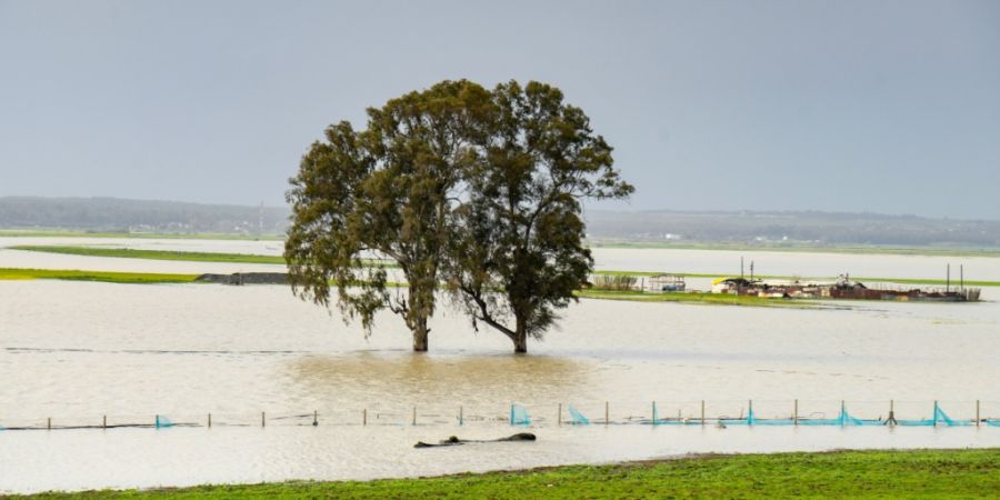 ARCHIV - Ein Baum steht in einem Überschwemmungsgebiet in Marokko. Foto: Uncredited/AP/dpa